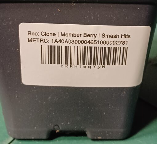 Member Berry, Verified/Tested Chemdog Smash Hits Canna Provisions Clone Only Cut - Image 4