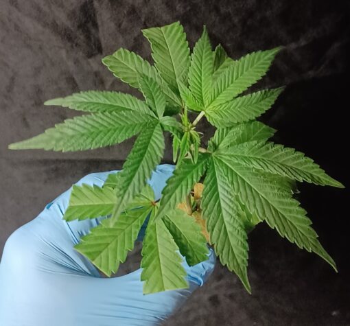 1990's Upstate NY SourDiesel, "Weasel Cut".