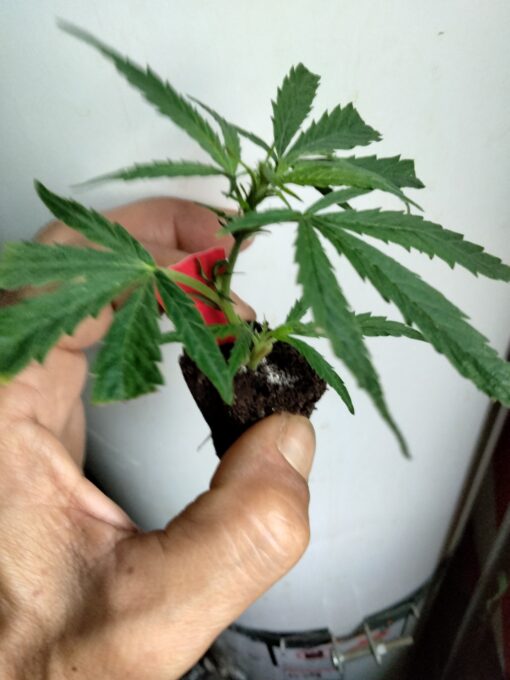 Strawberry Cough - Original Cut! - Image 2