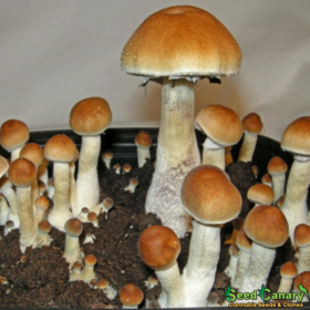 Golden Mammoth Spore Syringe