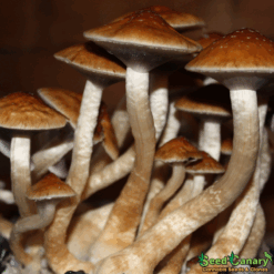 Golden Teacher Spore Syringe