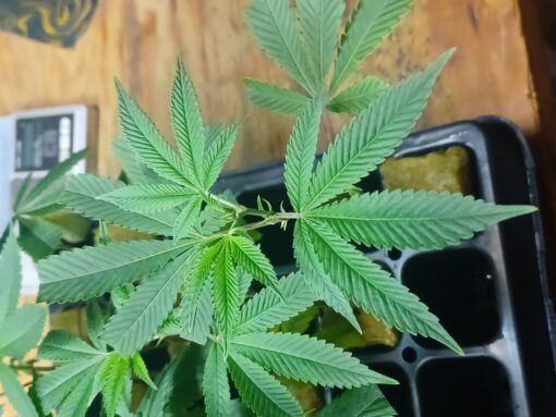 1990's Upstate NY SourDiesel, "Weasel Cut". - Image 2
