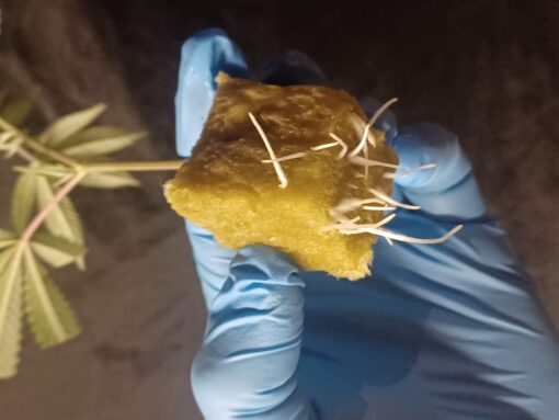 1990's Upstate NY SourDiesel, "Weasel Cut". - Image 3
