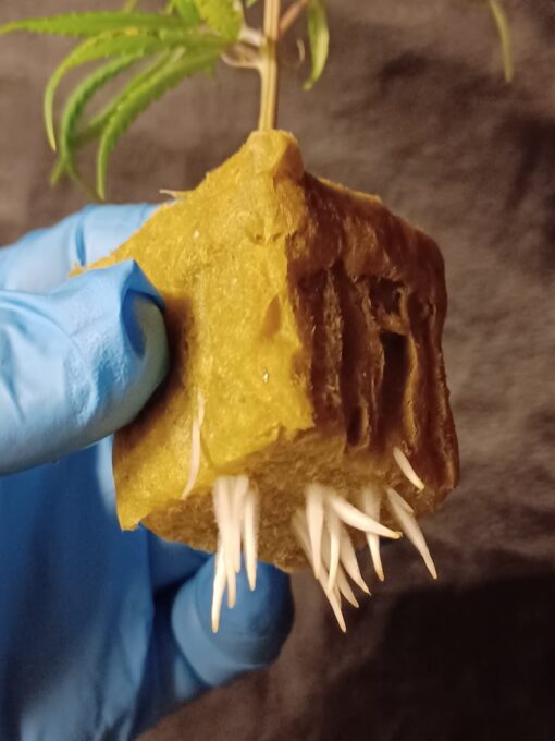 Cuban Black Haze "Purple City Genetics Cut" - Image 2