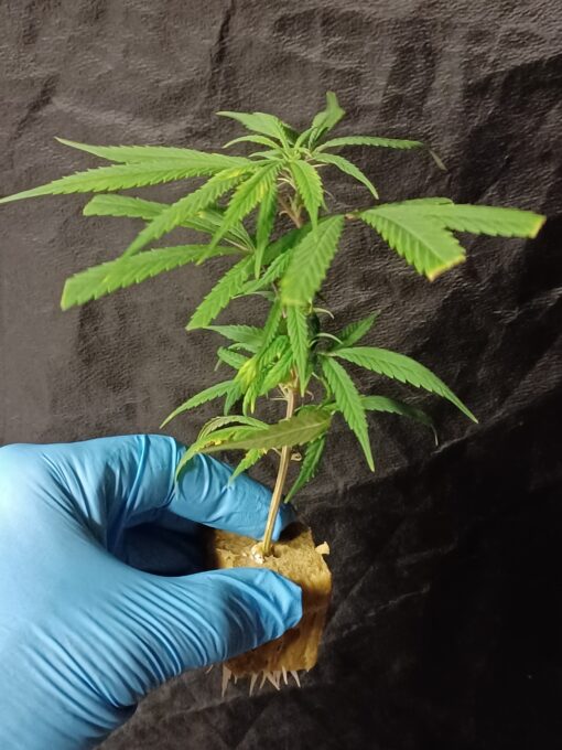 Cuban Black Haze "Purple City Genetics Cut"