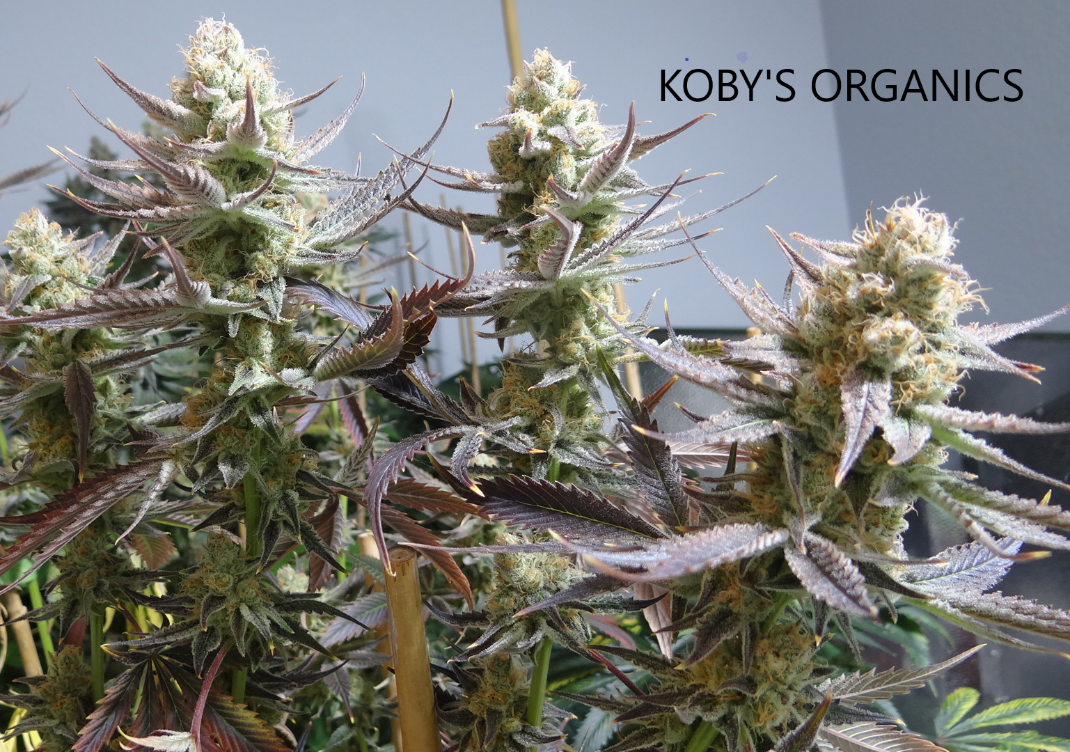 Kobys Organics