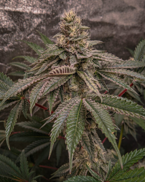 Temptation (Rambo's Cut) - Rooted Clone - Image 6
