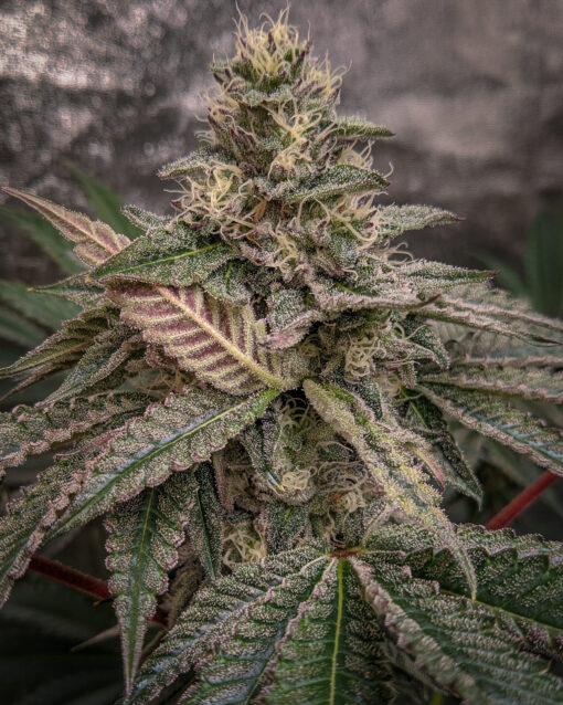 Temptation (Rambo's Cut) - Rooted Clone - Image 7