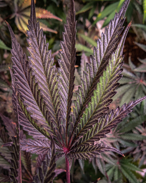 Temptation (Rambo's Cut) - Rooted Clone - Image 9