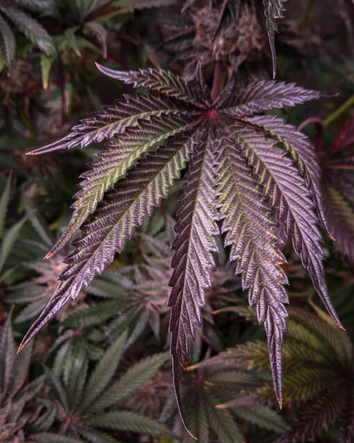 Temptation (Rambo's Cut) - Rooted Clone - Image 8