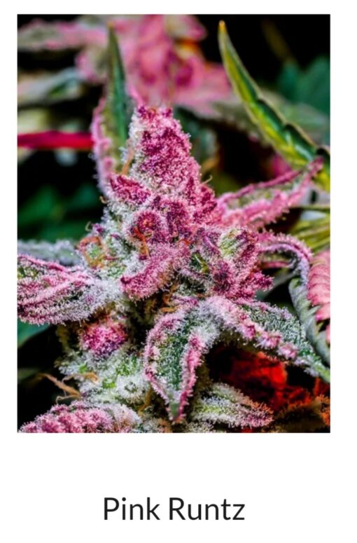 Pink Runtz S1 Copycat Genetix ORIGINAL FEMS - Image 5