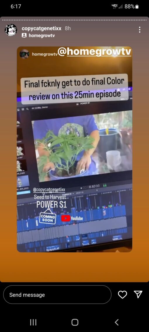 Pink Runtz X Power R1 Reversal Special Order Copycat Genetix ORIGINAL FEMS - Image 12