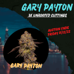 Gary Payton (Cookie cut) 3x Unrooted Snips + Freebie
