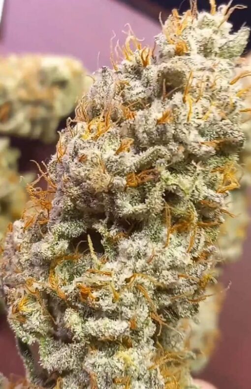 Auto Combo Fems Pack Teddy's Genetics - Image 3