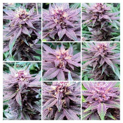 DPS - Dat Purple Shit (F3)
