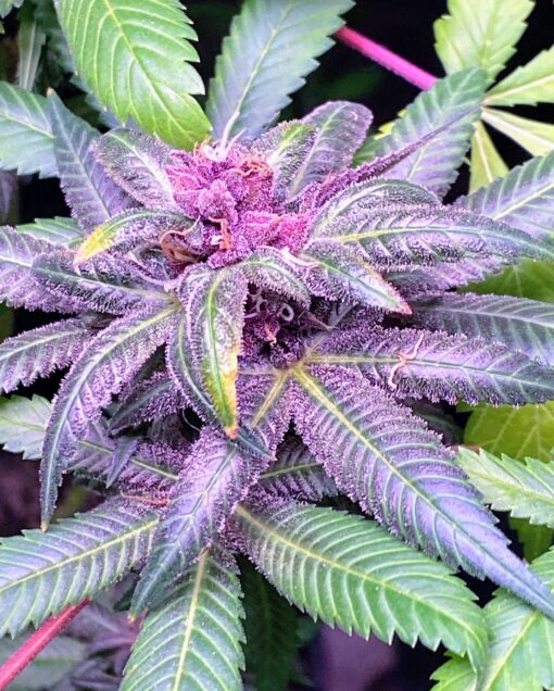 DPS - Dat Purple Shit (F3) - Image 6