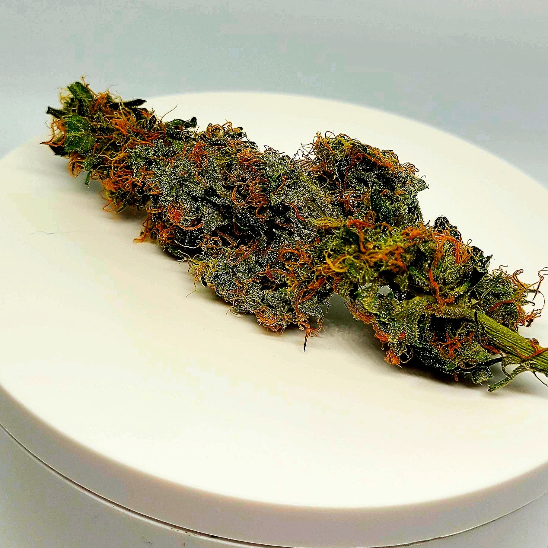 Vfwcherry Canary Strain 27 - y70ghbg
