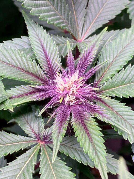 DPS - Dat Purple Shit (F3) - Image 5