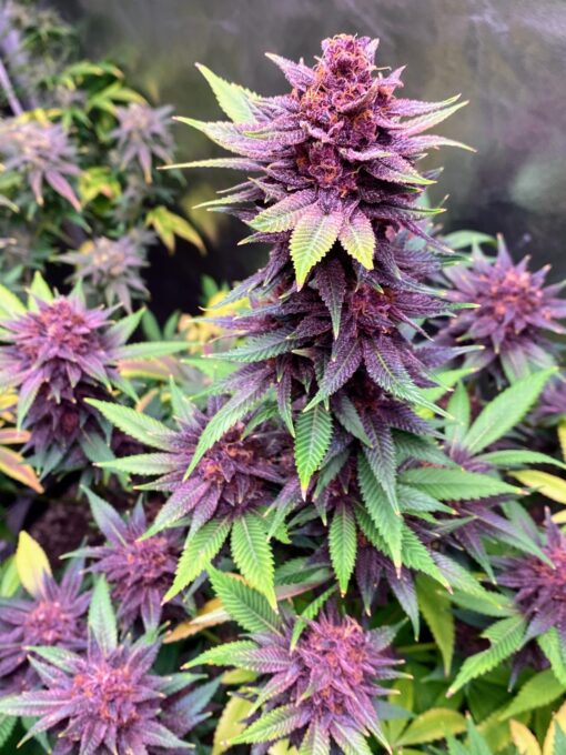 DPS - Dat Purple Shit (F3) - Image 2