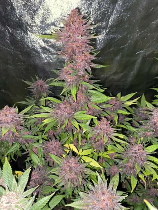 DPS - Dat Purple Shit (F3) - Image 3