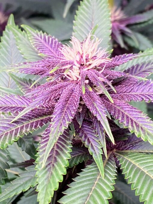DPS - Dat Purple Shit (F3) - Image 4
