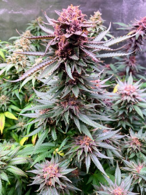 PurpBerryFunk (F1)