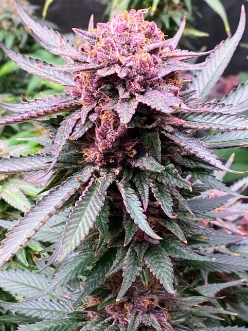 PurpBerryFunk (F1) - Image 2