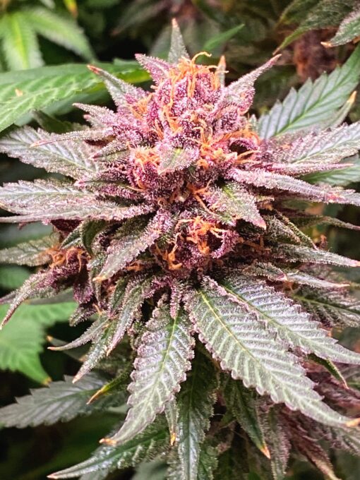 PurpBerryFunk (F1) - Image 3
