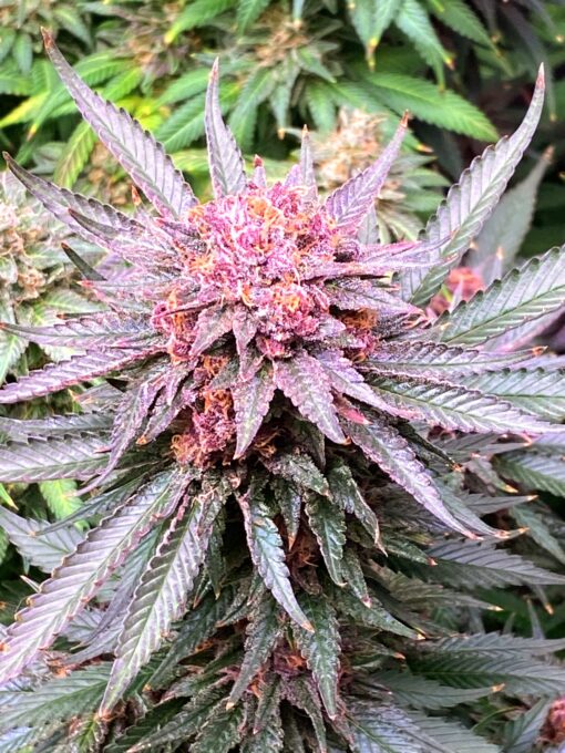 PurpBerryFunk (F1) - Image 4