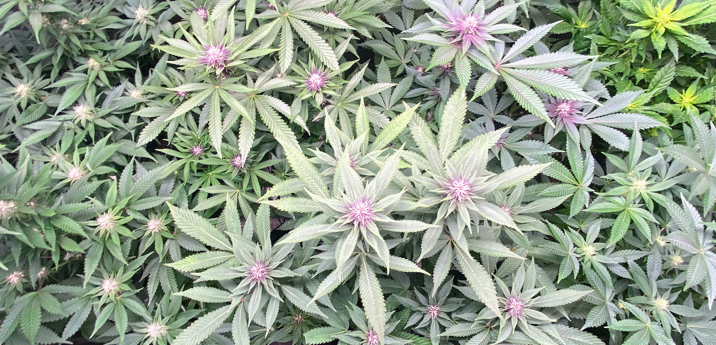 2Tents4Growing 2Tents4Growing