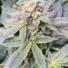 DPS - GreenQueen (F3)
