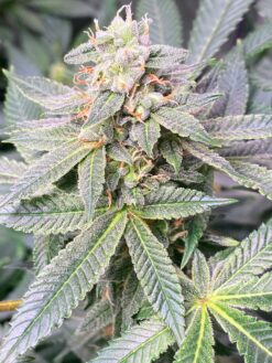 DPS - GreenQueen (F3)