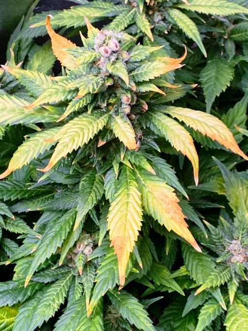 DPS - GreenMonster (F3)