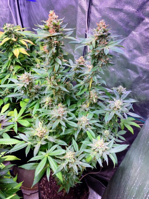 DPS - GreenQueen (F3) - Image 3