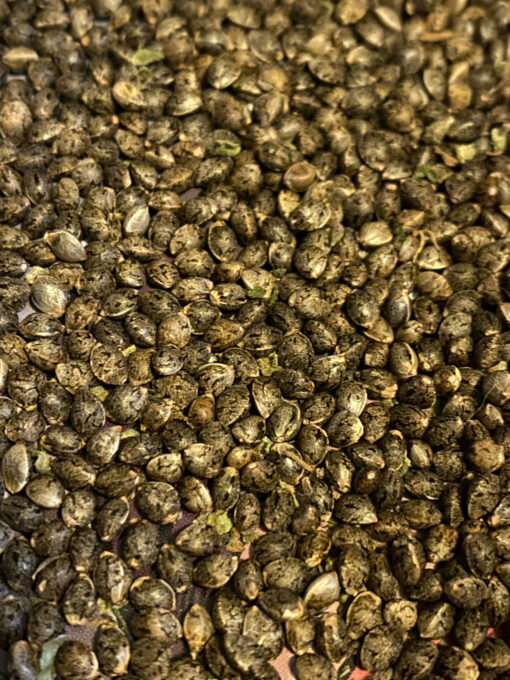 PurpleBerryShithead (F1) - Image 7