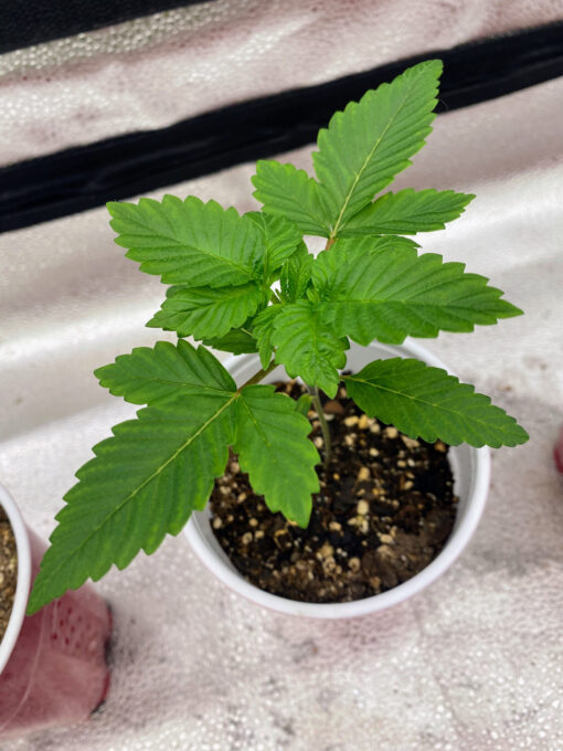 PurpleBerryShithead (F1) - Image 6