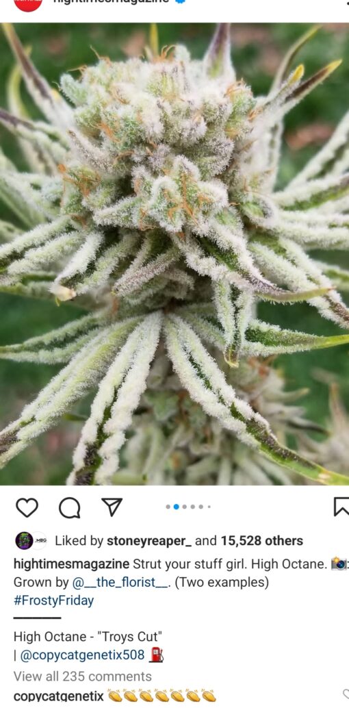 High Octane X Sugar Daddy R1 Reversal Special Order Copycat Genetix ORIGINAL FEMS - Image 6