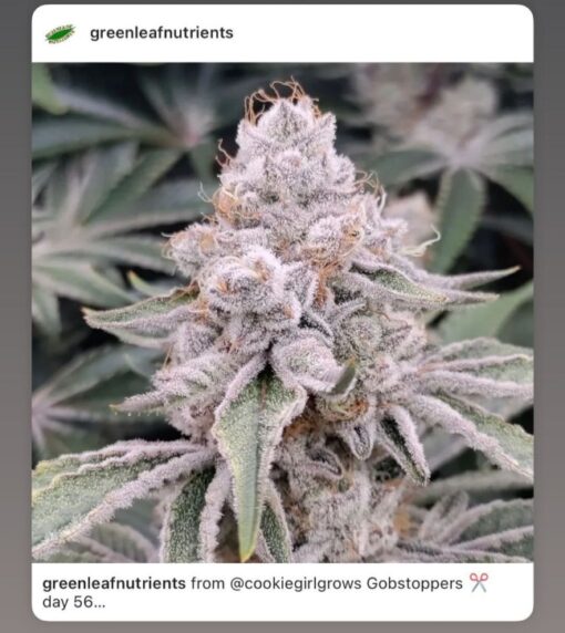 Gob-Stopperz X Twizzlers R1 Reversal Special Order Copycat Genetix ORIGINAL FEMS - Image 2