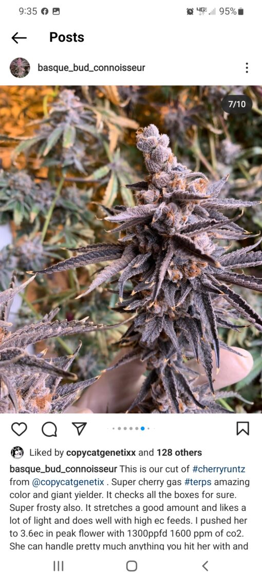 Mr Big Stuff X Cherry Runtz R1 Reversal Special Order Copycat Genetix ORIGINAL FEMS - Image 12