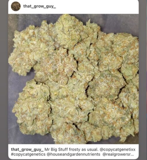Mr Big Stuff X Chocolate Chip Pancakes R1 Reversal Special Order Copycat Genetix ORIGINAL FEMS - Image 16