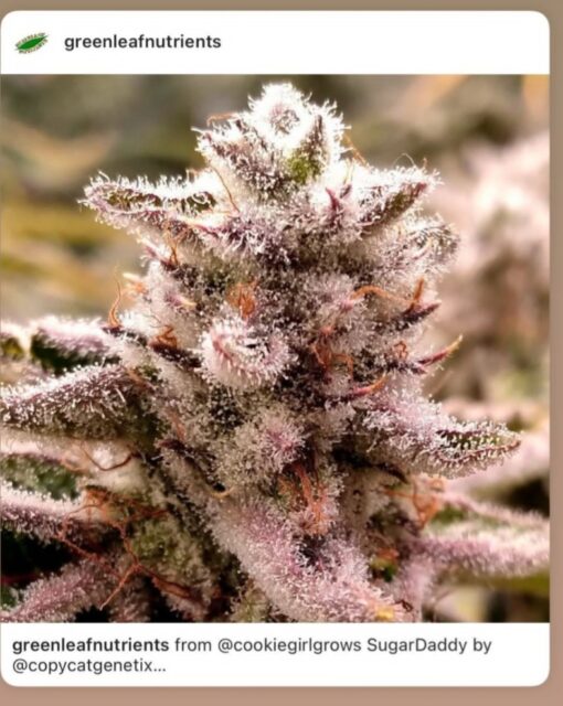 Mr Big Stuff X Sugar Daddy R1 Reversal Special Order Copycat Genetix ORIGINAL FEMS - Image 10