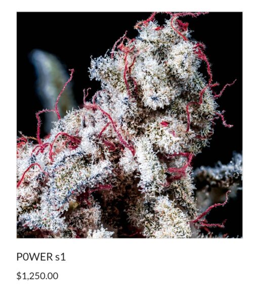 Power X Oreo Stomper R1 Reversal Special Order Copycat Genetix ORIGINAL FEMS - Image 2