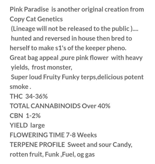 Power X Pink Paradise R1 Reversal Special Order Copycat Genetix ORIGINAL FEMS - Image 7