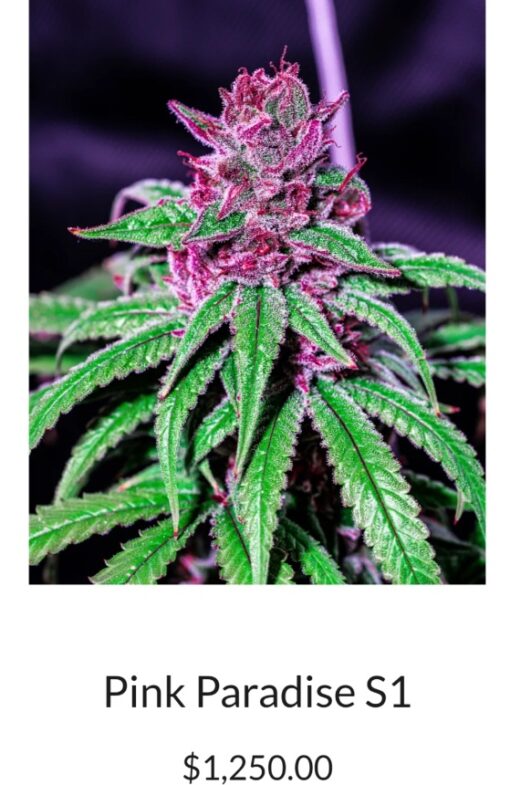 Power X Pink Paradise R1 Reversal Special Order Copycat Genetix ORIGINAL FEMS - Image 6