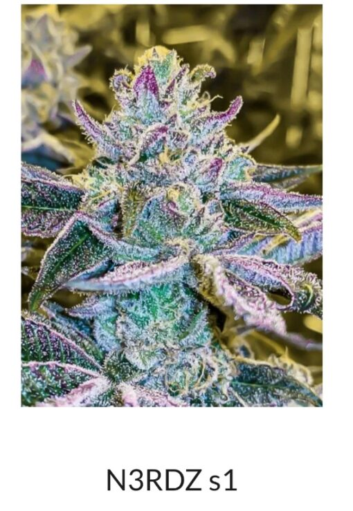 Mr Big Stuff X N3rdz R1 Reversal Special Order Copycat Genetix ORIGINAL FEMS - Image 9
