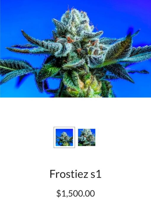 Frostiez S1 Copycat Genetix Clone Only FEMS - Image 2