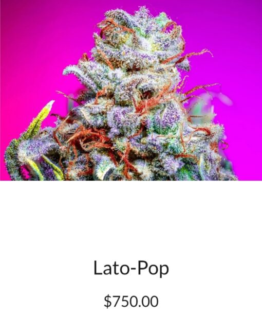 Lato Popz S1 Copycat Genetix Clone Only FEMS - Image 2