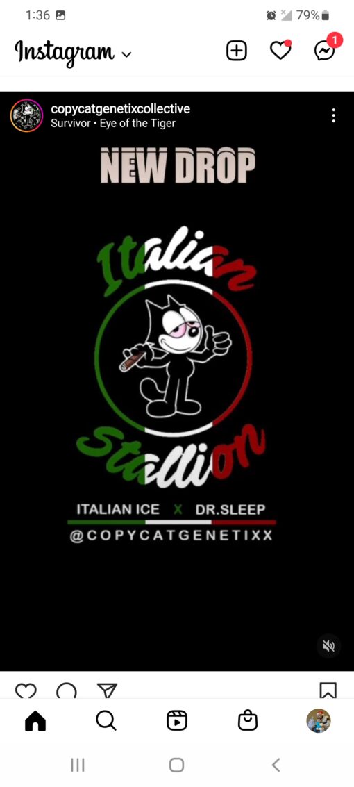 Italian Stallion S1 Copycat Genetix ORIGINAL FEMS - Image 4