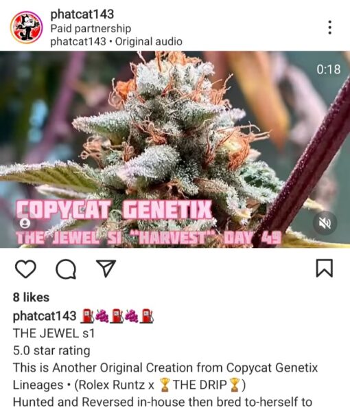 The Jewel S1 Copycat Genetix ORIGINAL FEMS - Image 5