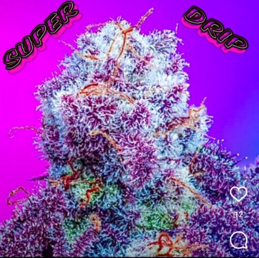 Super Drip S1 Copycat Genetix ORIGINAL FEMS - Image 2